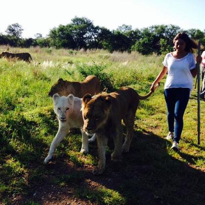 Loanne au coeur de la savane en promenade avec des lions 