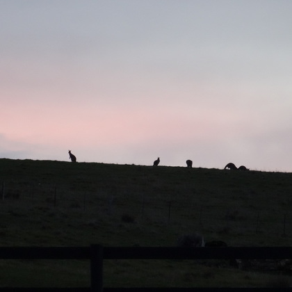 Les kangourous sont vraiment impressionnants à voir même si on s'y habitue vite. Je pouvais en voir de la fenêtre de ma chambre dans le pré derrière la maison et c'était quand même top!  