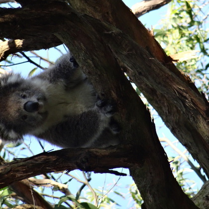 Les koalas sont aussi très adorables