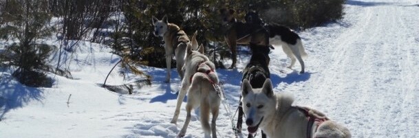 Chiens de traineau au Canada