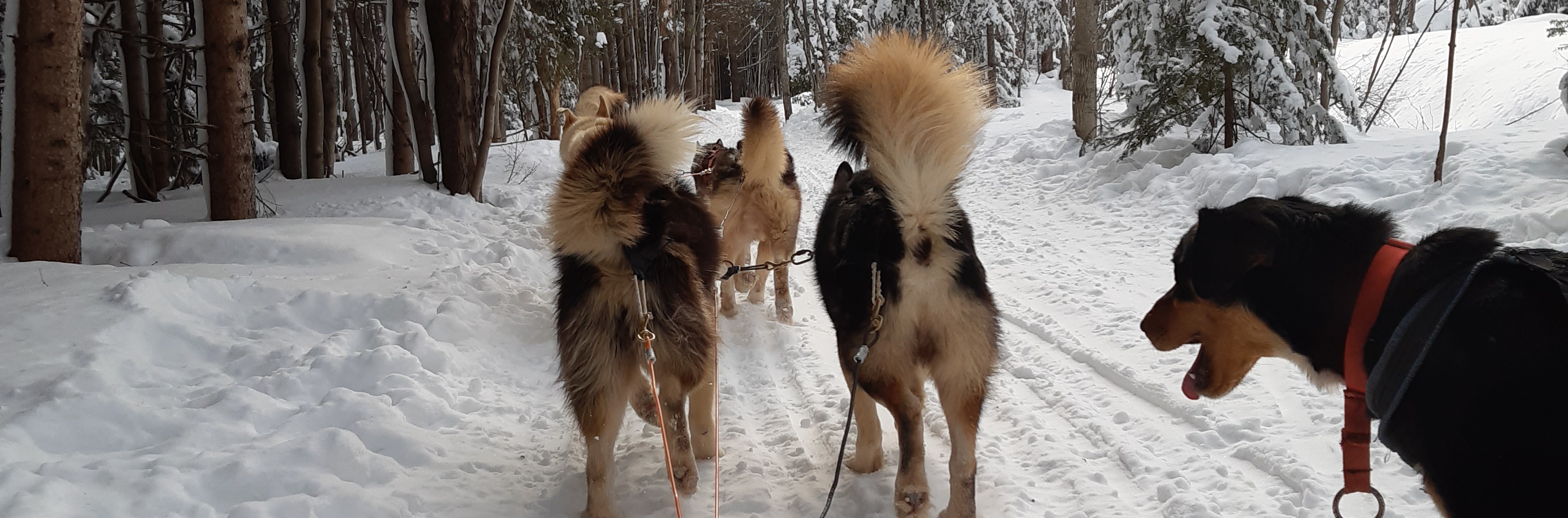 Chiens de traineau au Canada