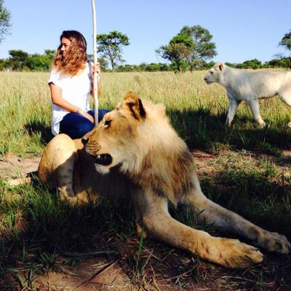 En compagnie d'un jeune lion et d'une lionne blanche, espèce très rare !